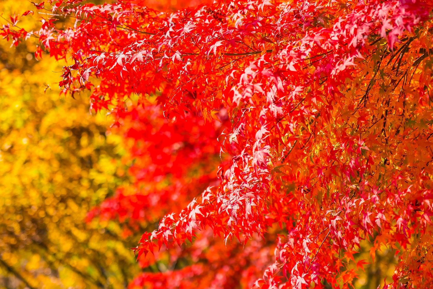 belle foglie d'acero rosso foto