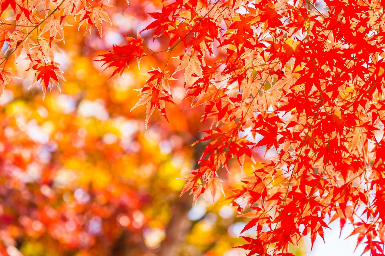 belle foglie d'acero rosso foto