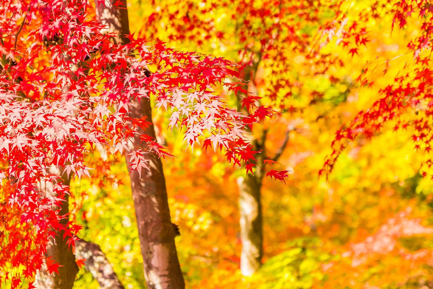 bella foglia d'acero rossa e verde su albero foto