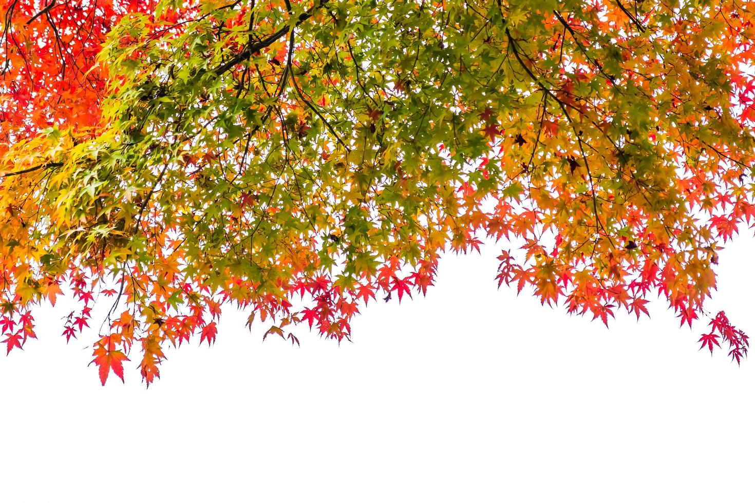 bella foglia d'acero rossa e verde su albero foto