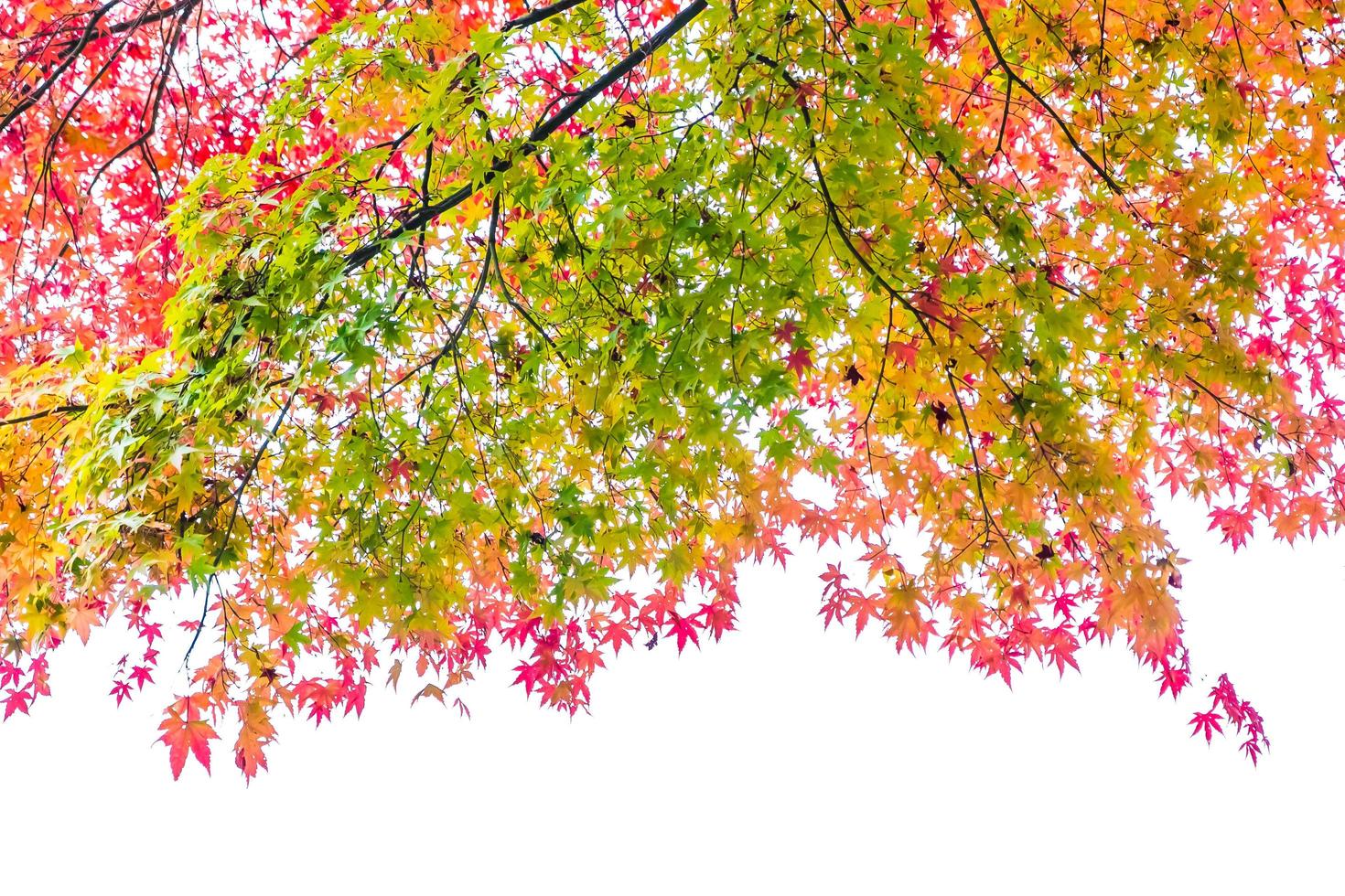 bella foglia d'acero rossa e verde su albero foto