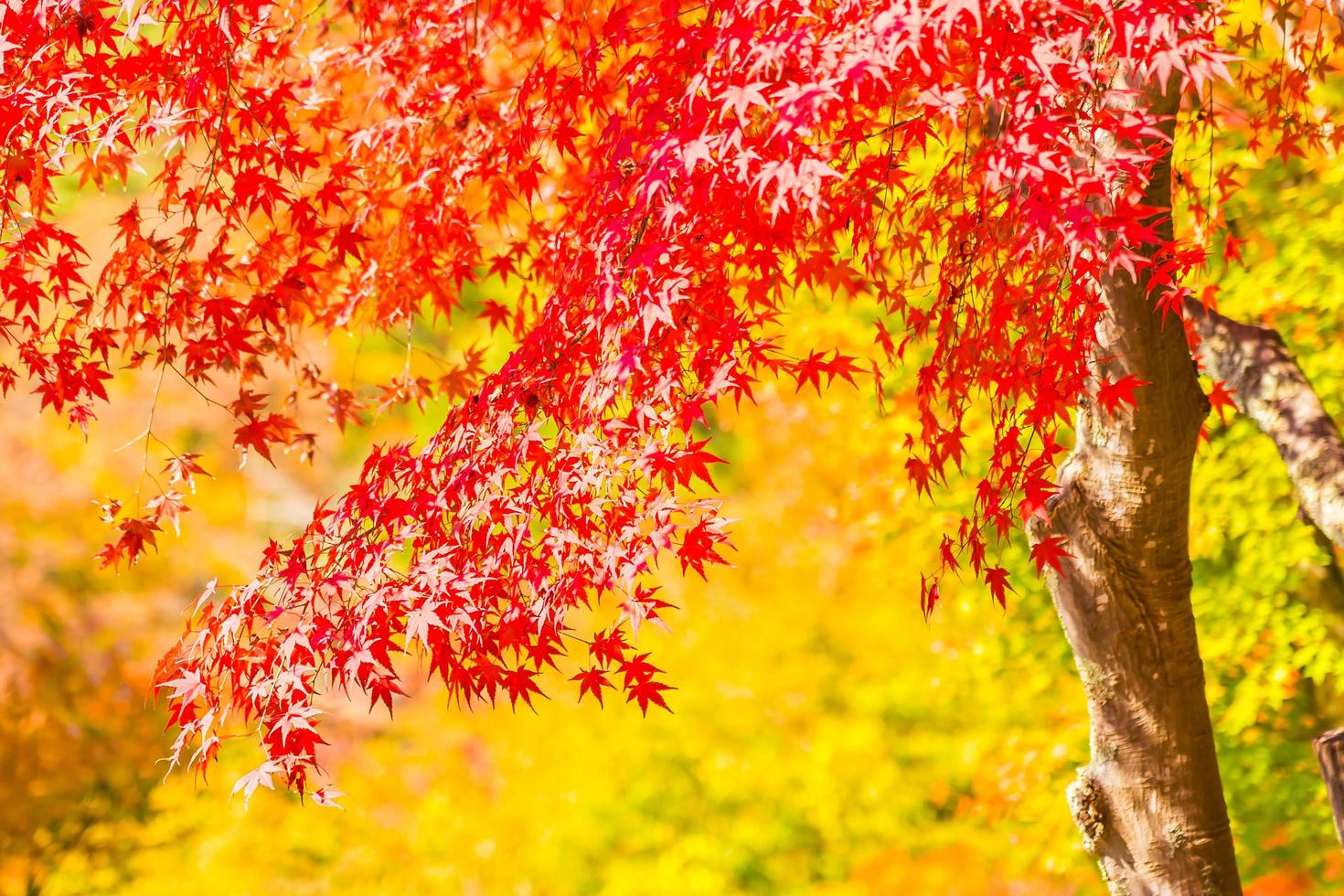 bella foglia d'acero rossa e verde su albero foto