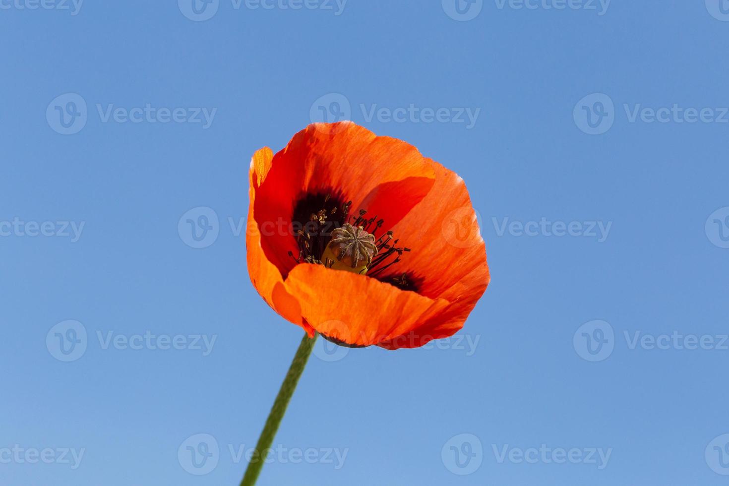 rosso papavero fiore contro blu cielo foto