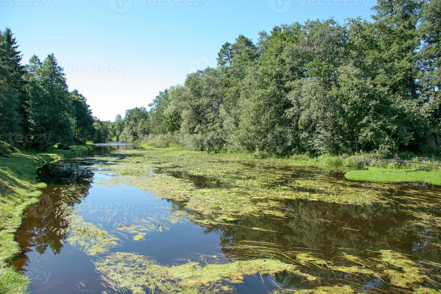 coperto di vegetazione fiume nel estate con lenticchia d'acqua, alghe e riflessione di alberi. blu cielo. deciduo alberi. il fiume è debole. foto