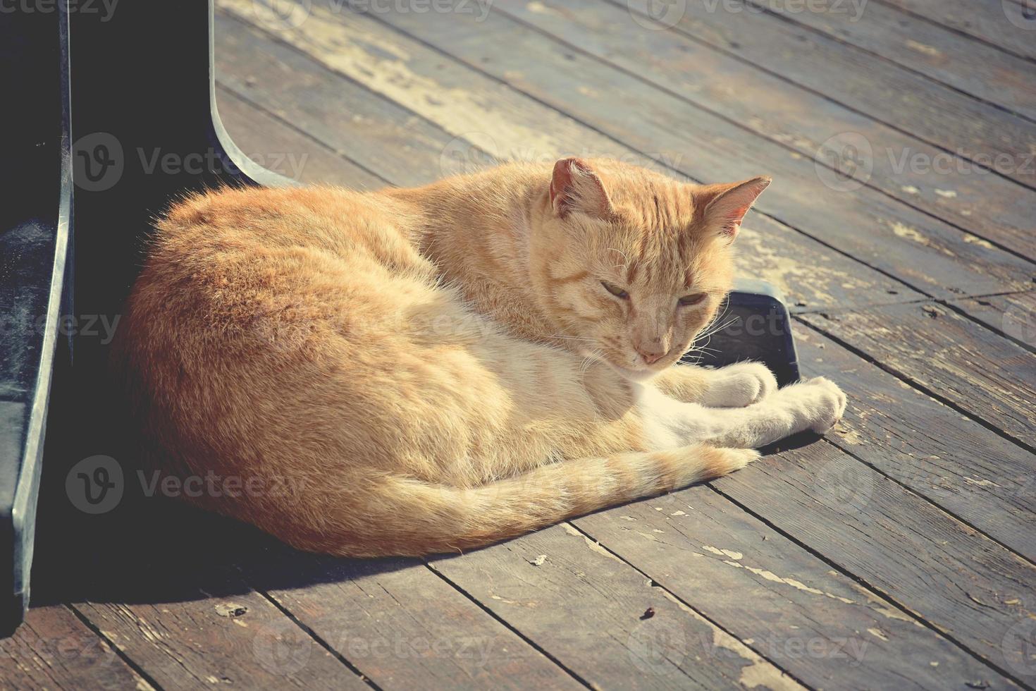 Zenzero senza casa gatto dire bugie sotto un' tavolo nel un' bar nel Spagna foto