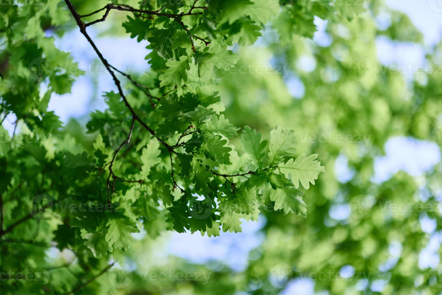 fresco verde le foglie di il quercia albero contro un' soleggiato senza nuvole cielo foto