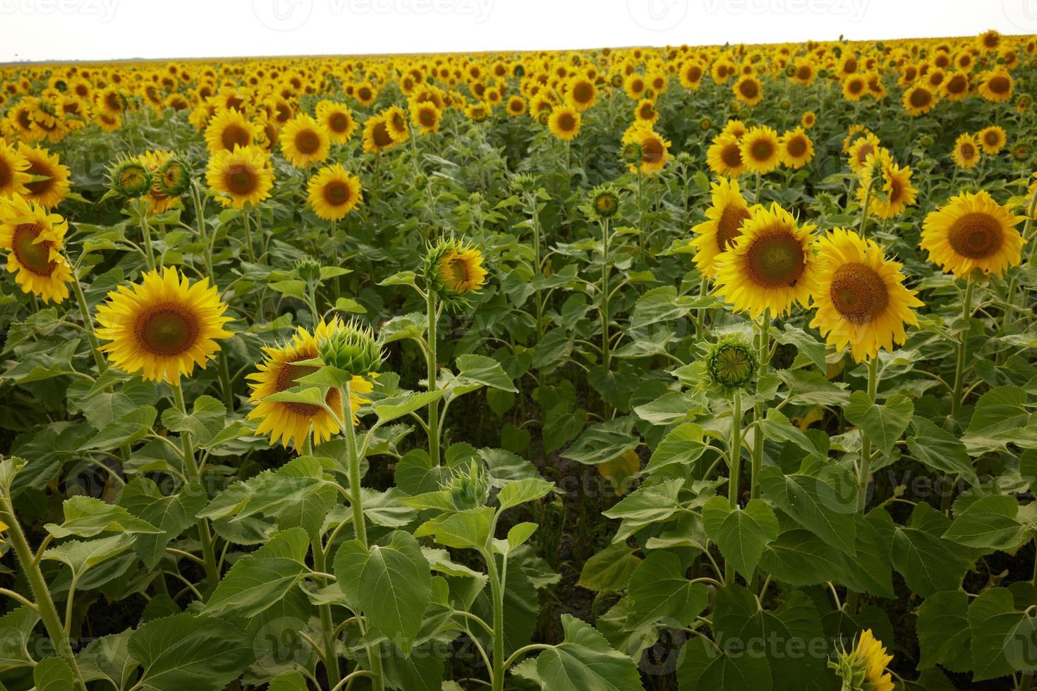 luminosa giallo girasole fiore un' bellissimo paesaggio piantagione inalterato foto