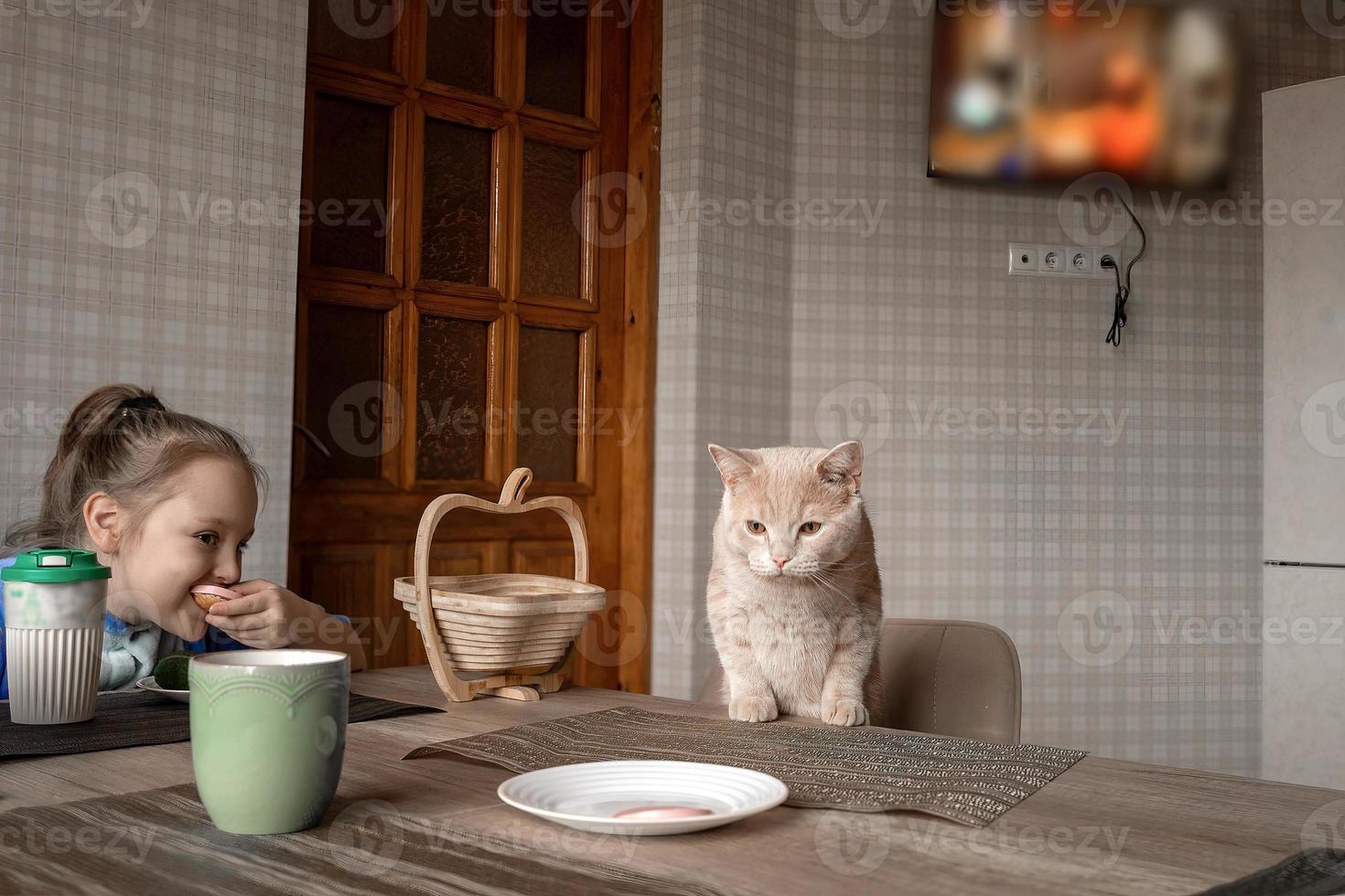 un' sfacciato bellissimo rosso gatto con il suo famiglia si siede a il tavolo nel il cucina durante pranzo e mangia umano cibo, lui vuole per rubare il salsiccia a partire dal il piatto. foto