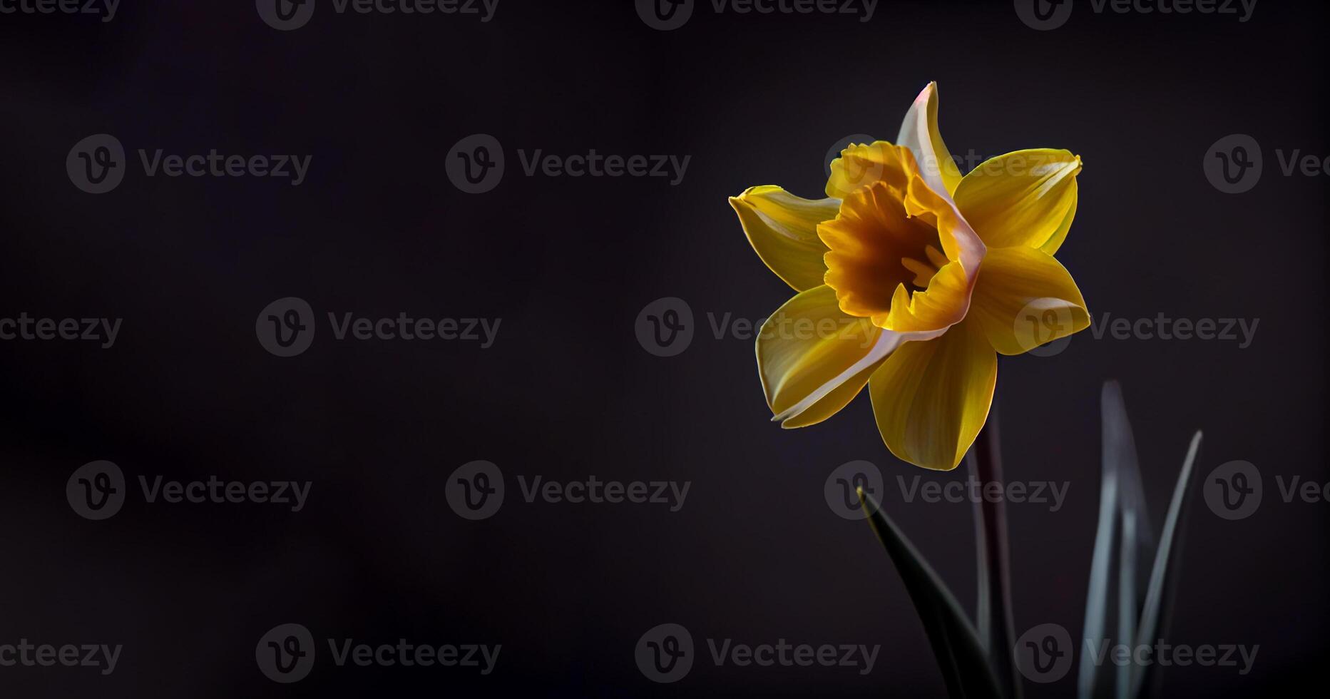 giallo narciso fiore nel nero sfondo ai generato foto