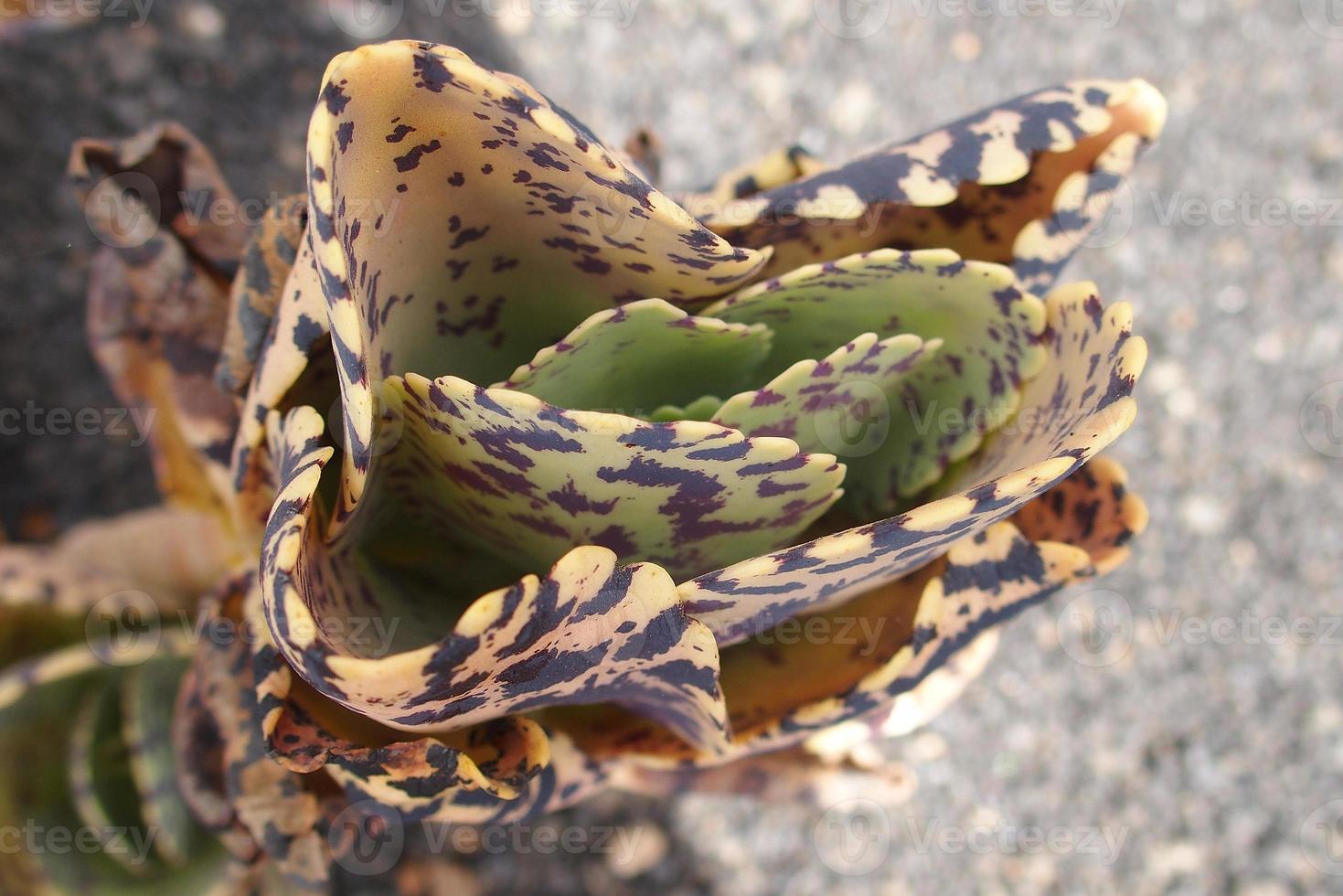 curioso grande verde originale cactus in crescita nel il giardino vicino su foto