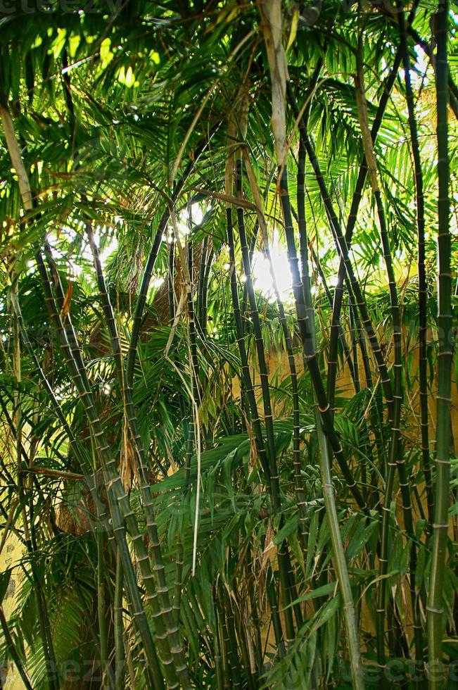 esotico sfondo con verde bambù foresta e splendente sole foto