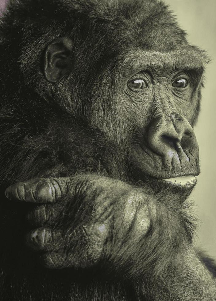 gorilla nero picher molto simpatico foto