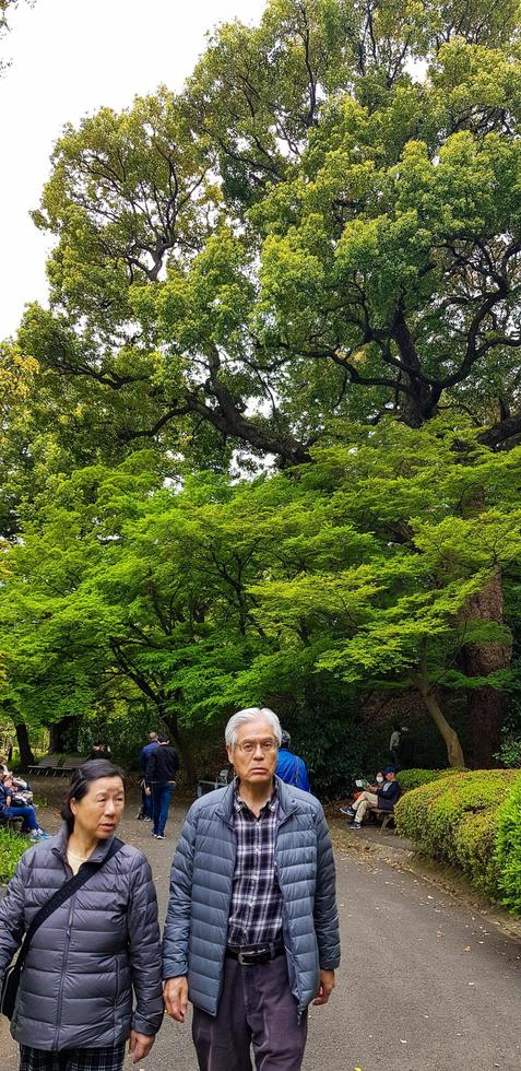 tokyo, Giappone nel aprile 2019. turisti godendo il tokyo nazionale parco. Shinjuku gioen nazionale giardino foto