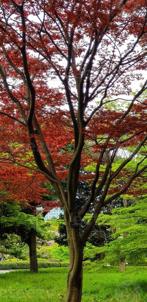 autunno foglie, giapponese rosso acero albero e le foglie foto