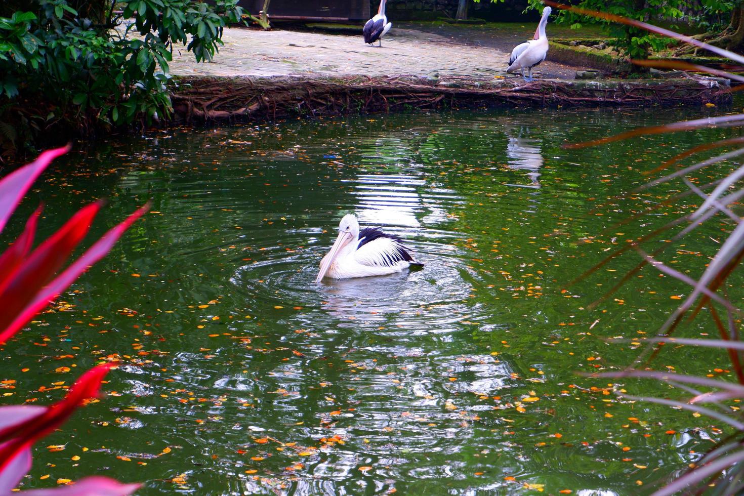 un' pellicano nel un' lago foto