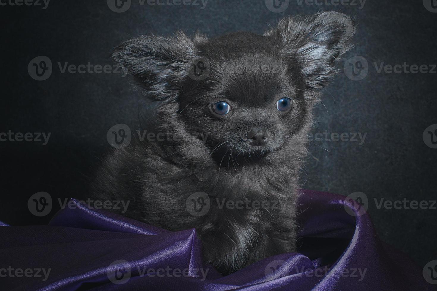 cucciolo di chihuahua nero in pieghe di stoffa viola su uno sfondo scuro foto