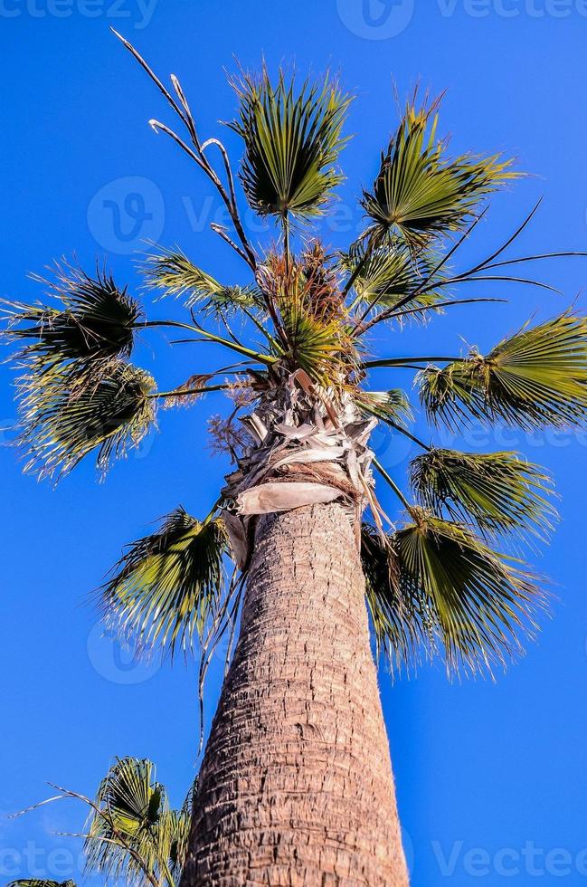 palme tropicali foto