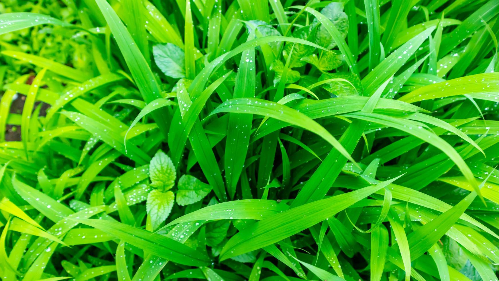 bellissimo e sbalorditivo verde le foglie come sfondo foto