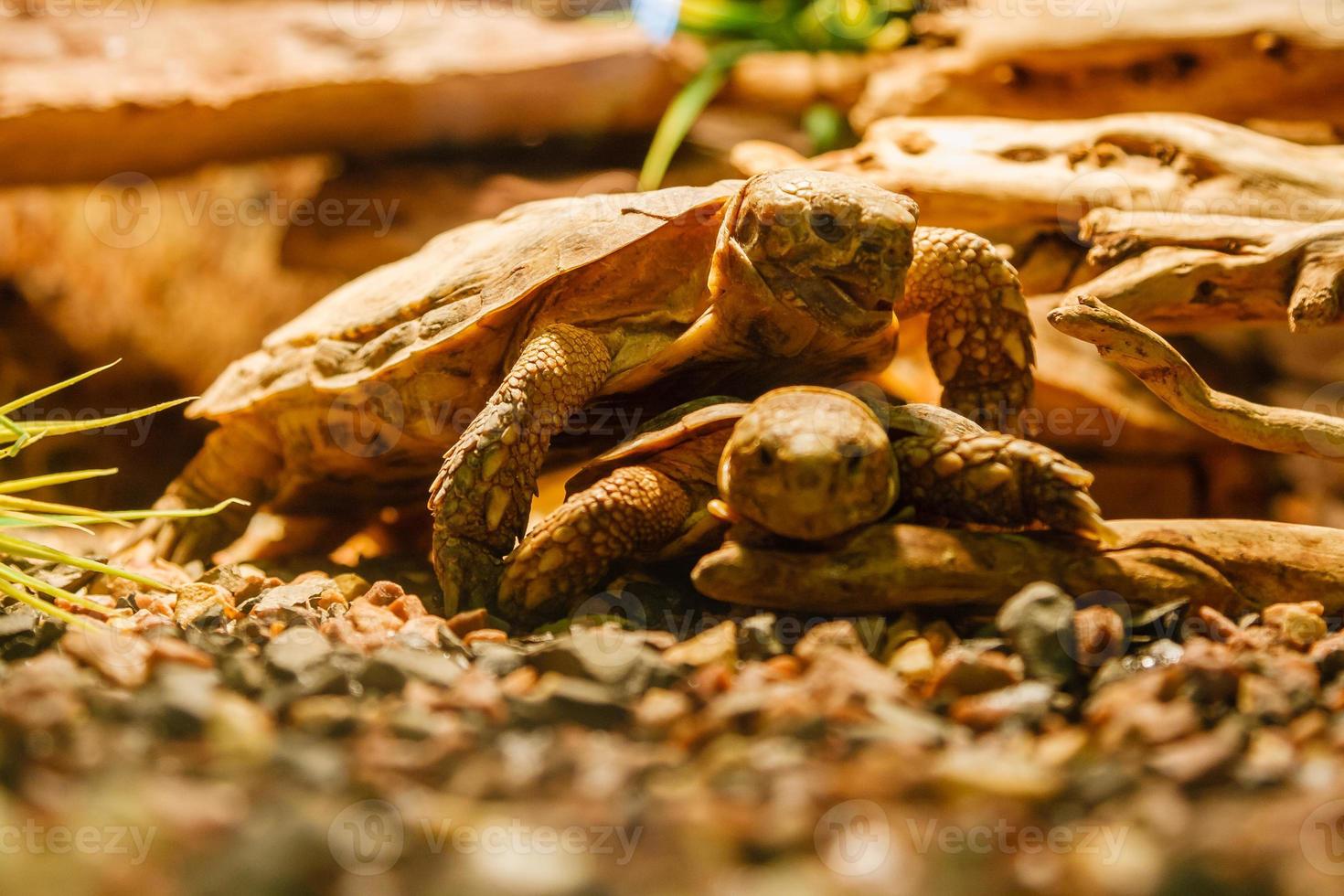 Due sulcata tartarughe combaciamento un' rosso lampada foto