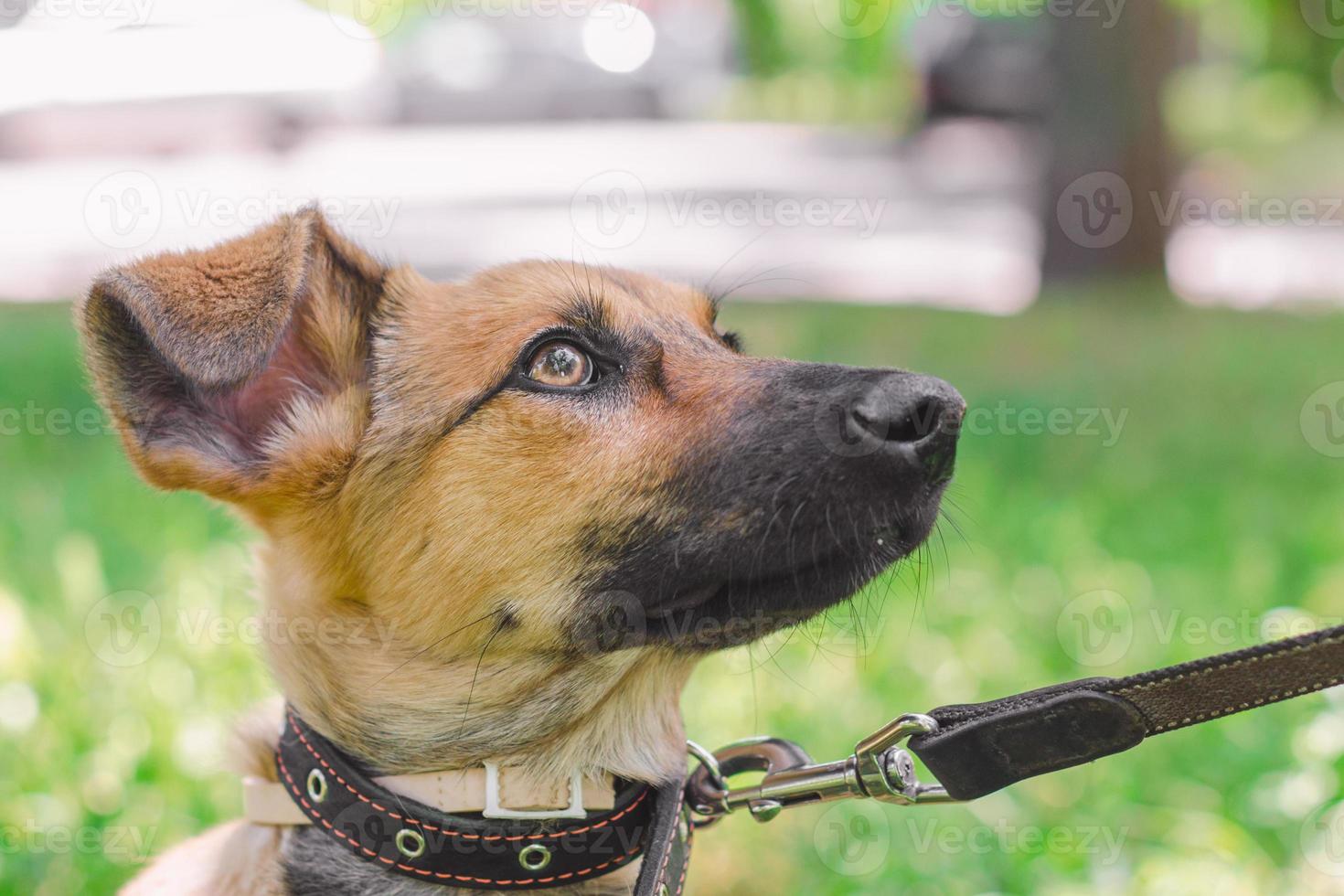 cucciolo al guinzaglio in un parco foto