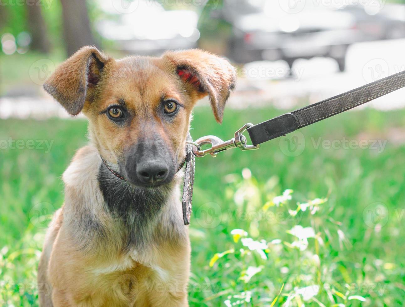 cucciolo in un parco al guinzaglio foto