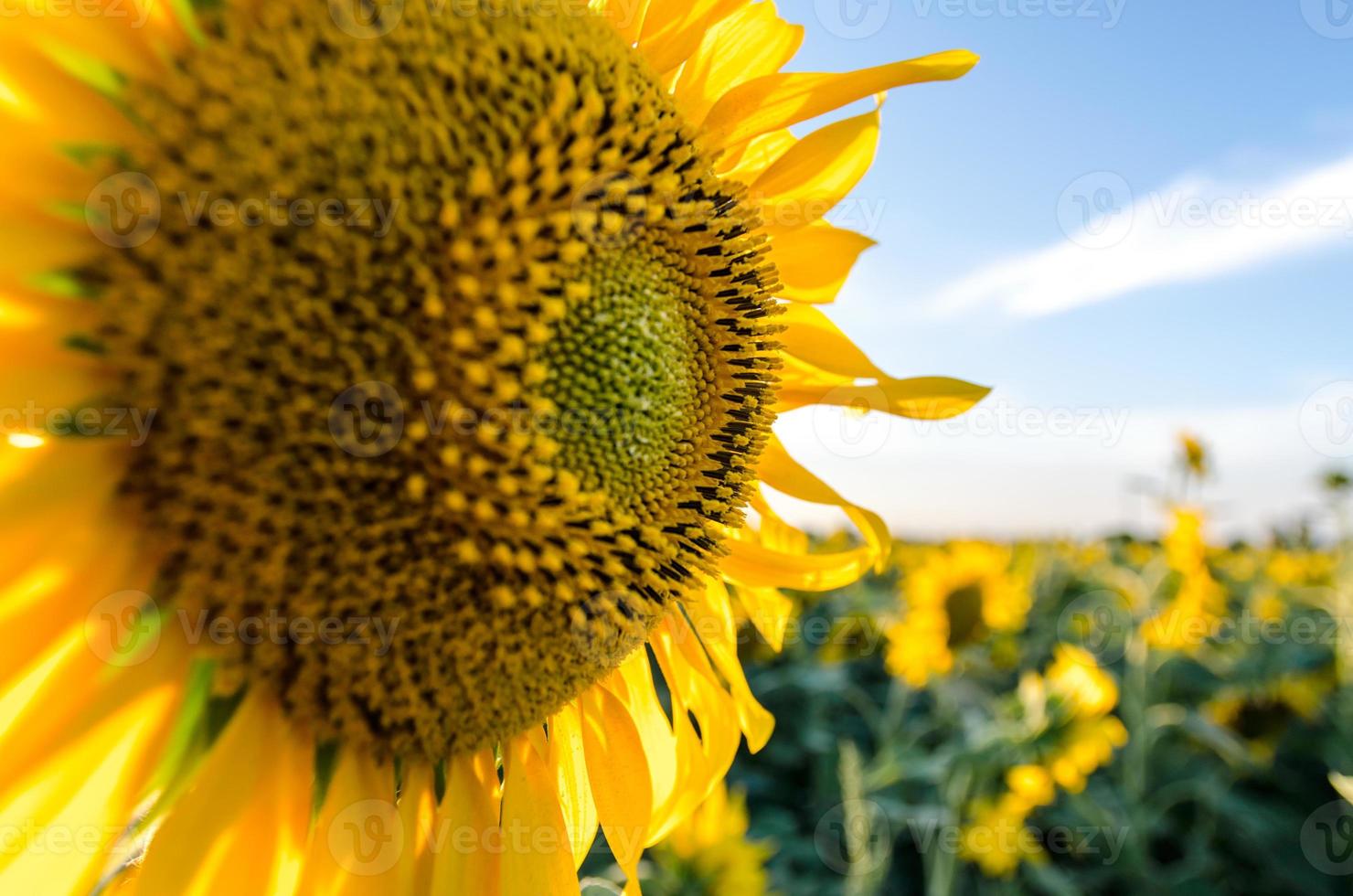 campo di girasole luminoso foto