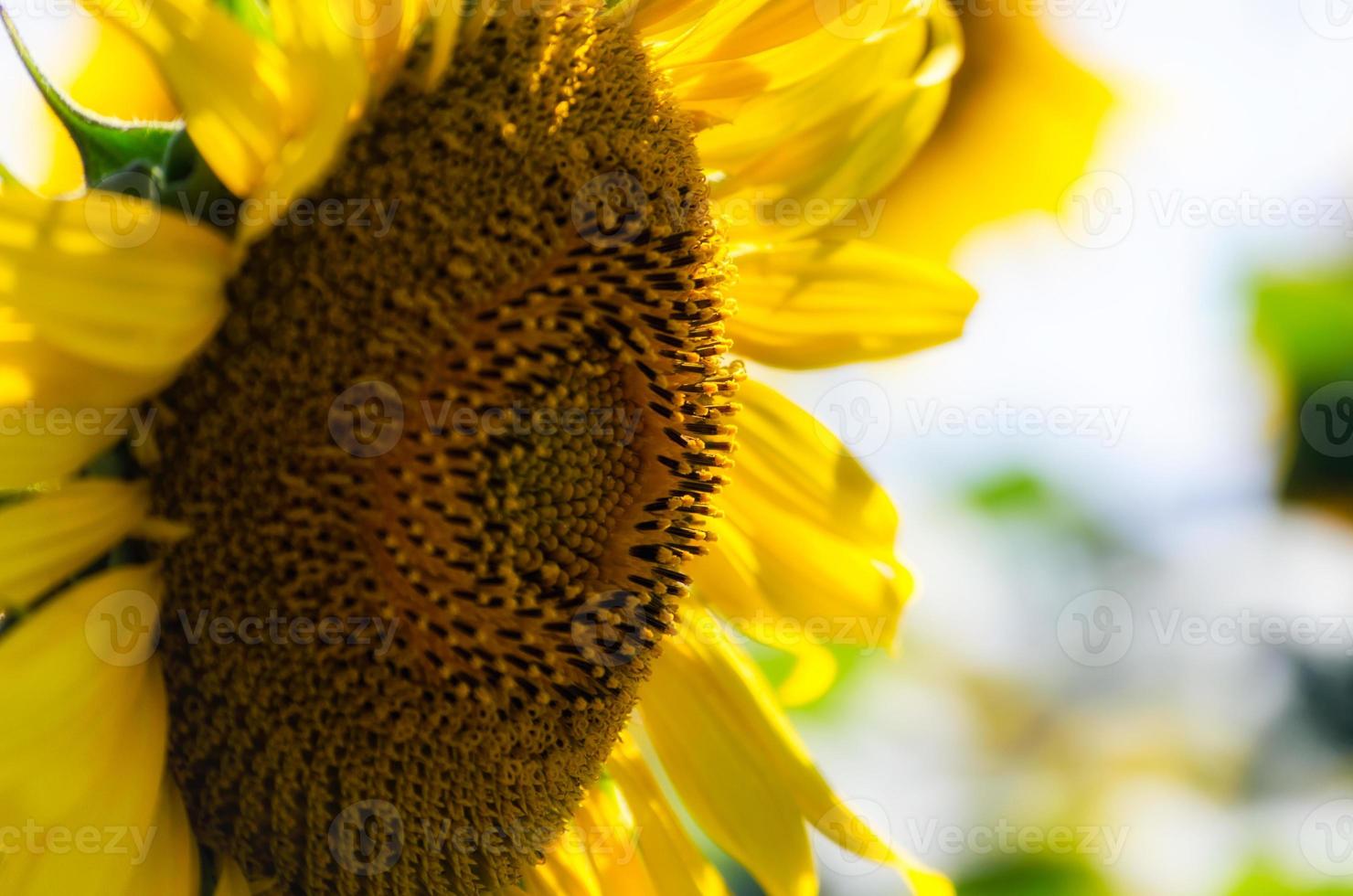 primo piano di un girasole giallo foto