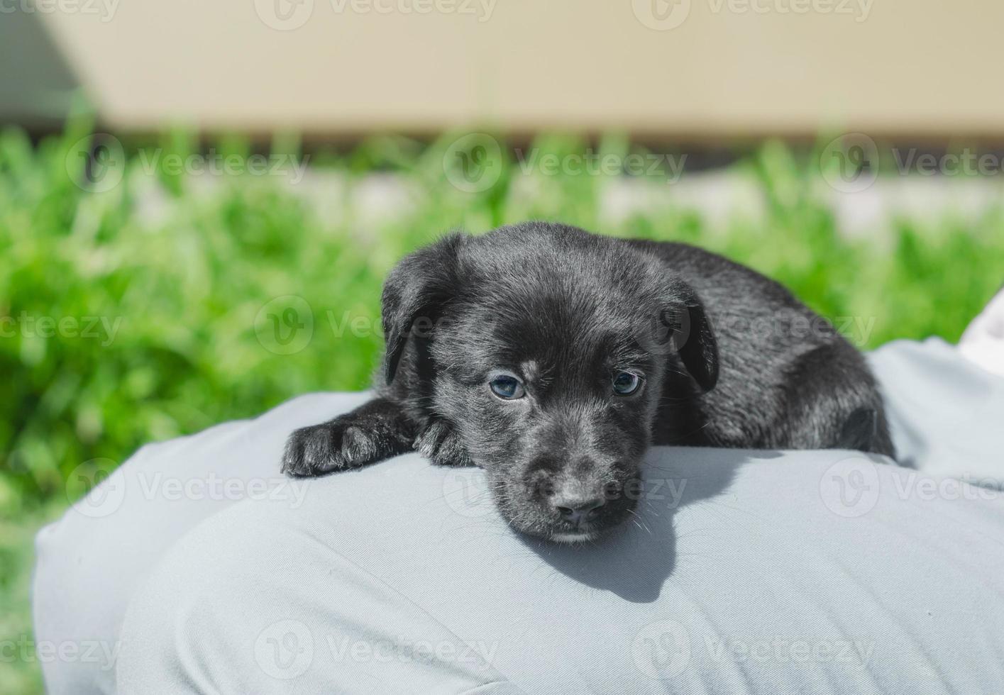 cucciolo in un giro foto