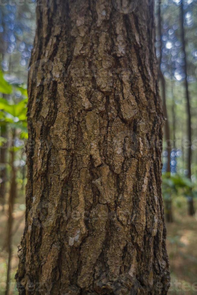 struttura e superficie di pino albero tronco quando pioggia stagione su jepara centrale Giava. il foto è adatto per uso per natura sfondo e botanico soddisfare media.