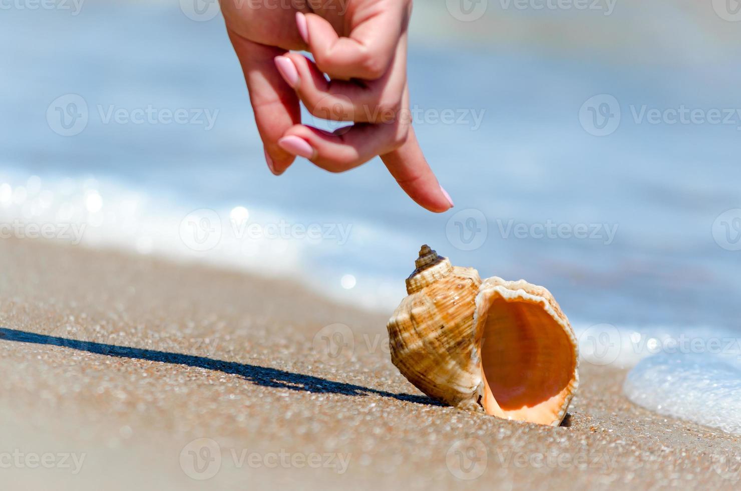 persona che punta a una conchiglia foto