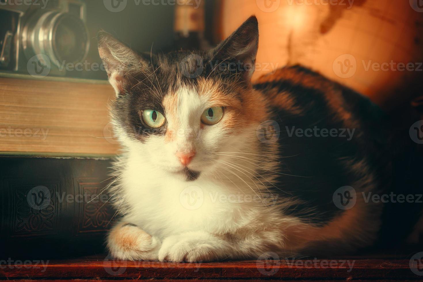 gatto posa su un primo piano scrivania foto