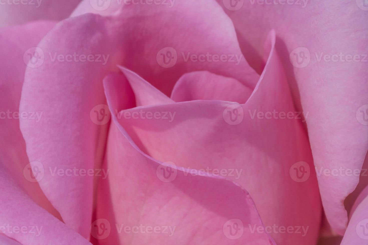 vicino su di rosa rosa fiore foto