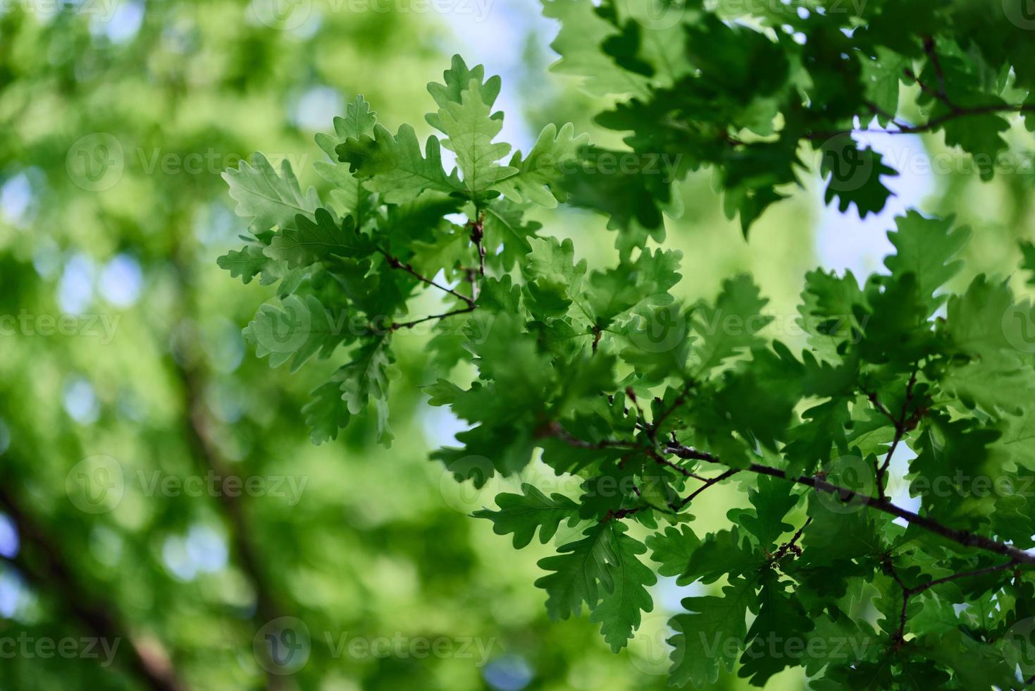 verde fresco le foglie su quercia rami avvicinamento contro il cielo nel luce del sole foto