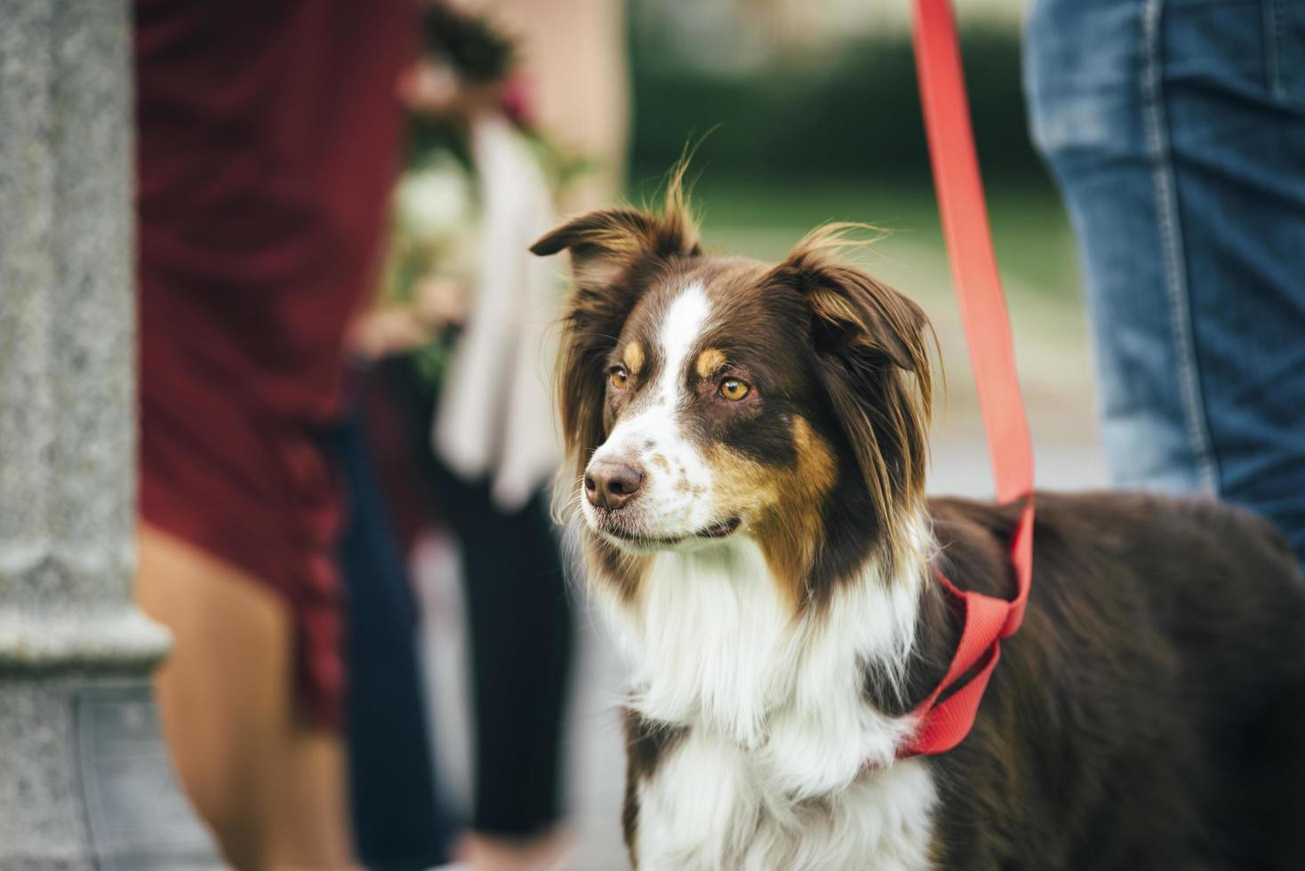 cane con il proprietario in un parco foto