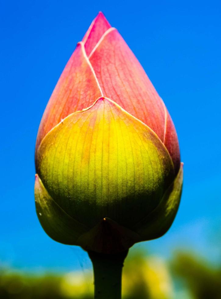 fiore di loto in natura foto