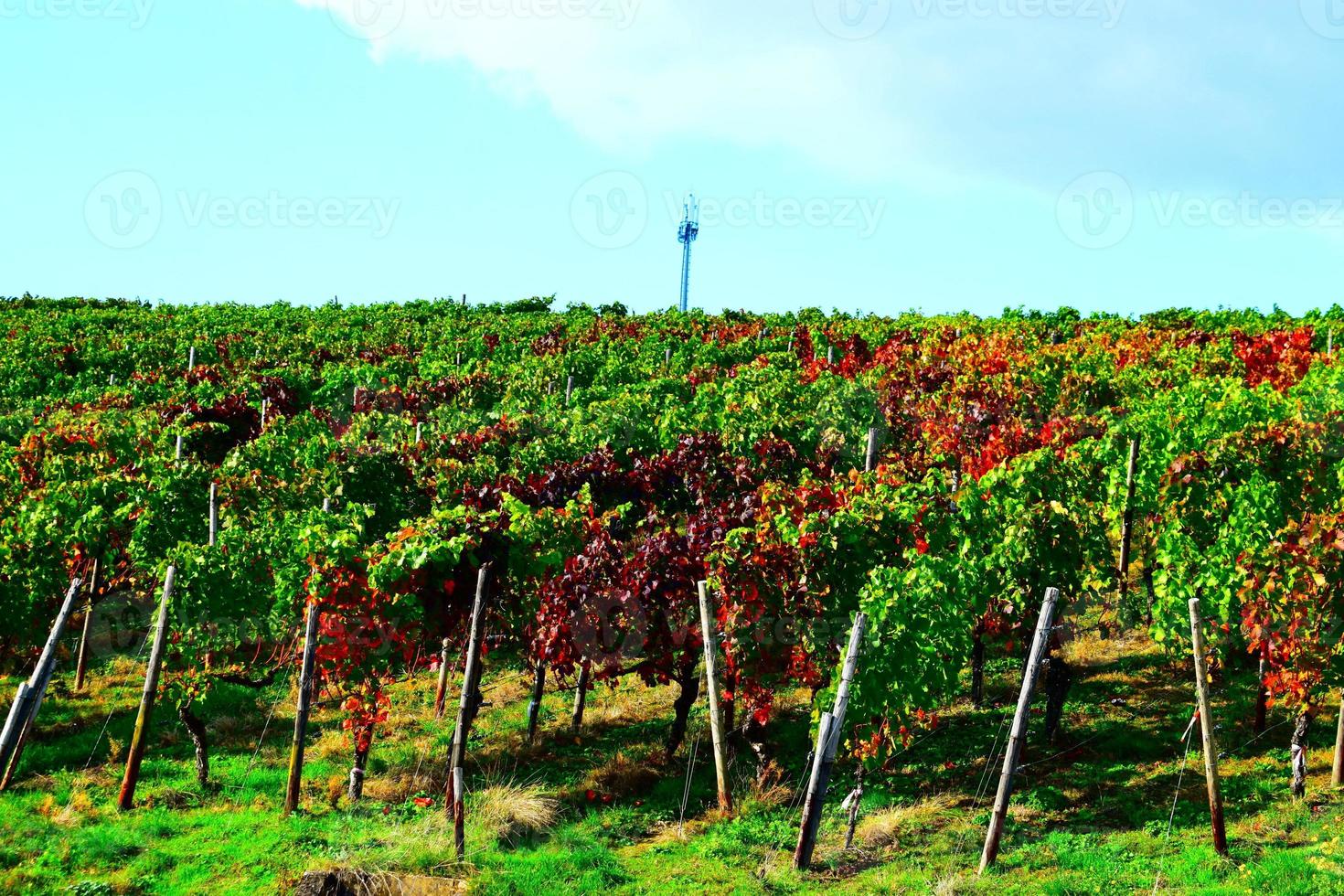 colorato autunno vigneti foto