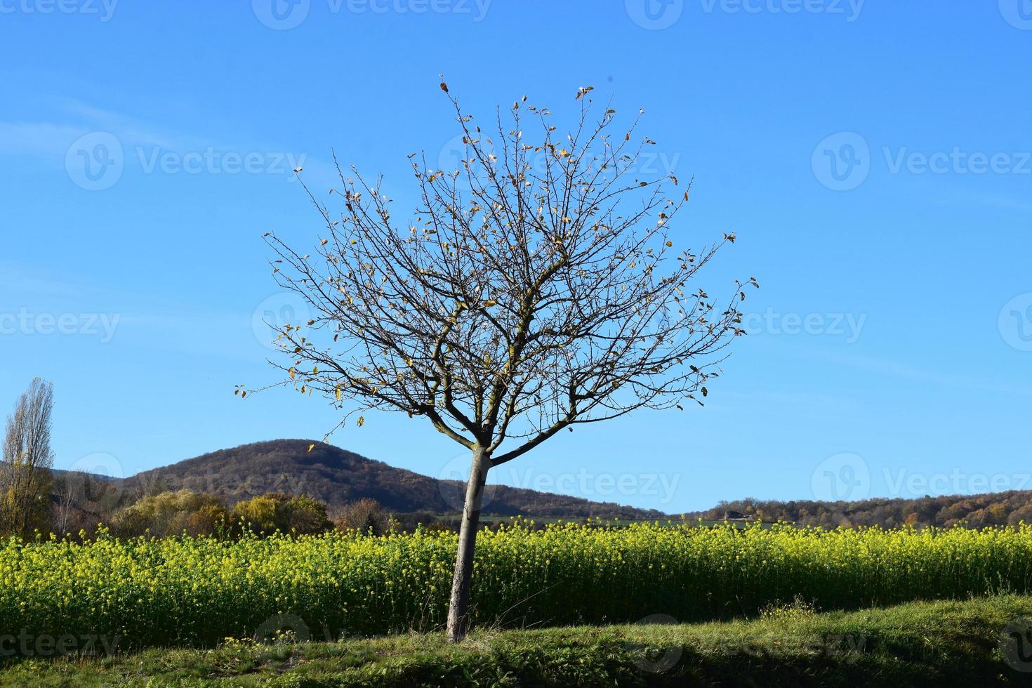 grassetto albero a un' giallo semi oleosi campo foto