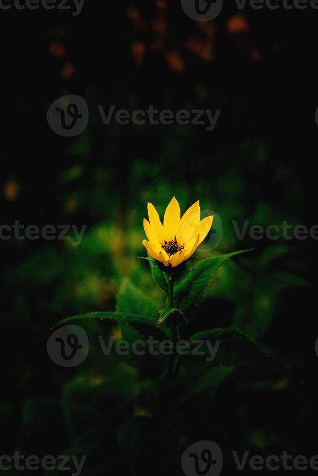 giallo fiore su un' verde sfondo nel autunno prato nel avvicinamento foto