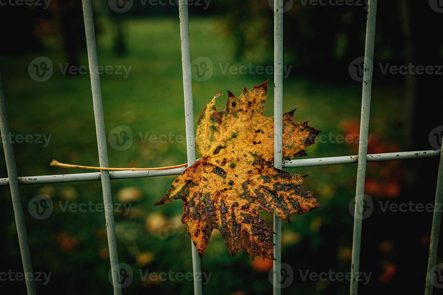 rosso autunno solitario le foglie su un' metallo recinto foto