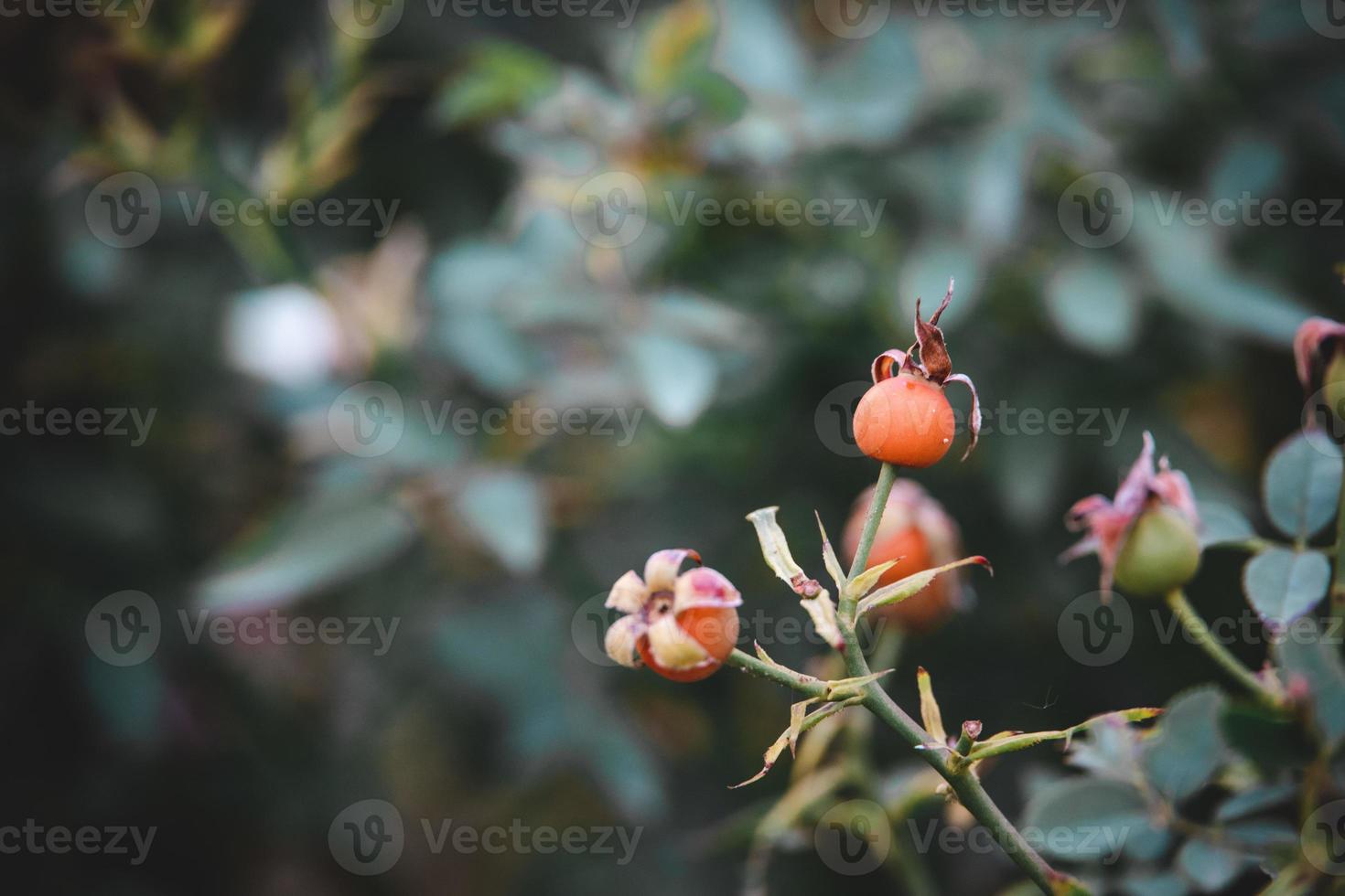 rosa canina su il cespuglio nel il autunno giardino foto