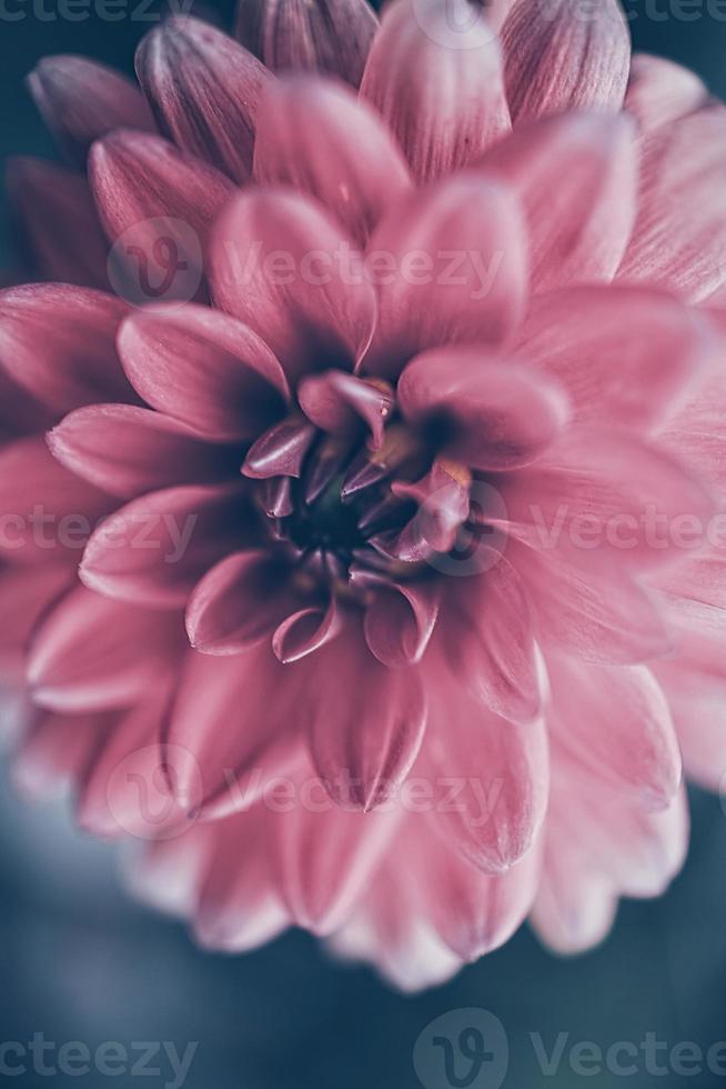 rosa dalia fiore nel estate giardino su verde sfondo foto