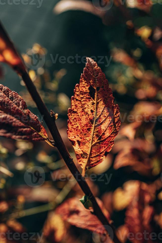 d'oro autunno cespuglio le foglie illuminato di caldo sole nel il giardino foto