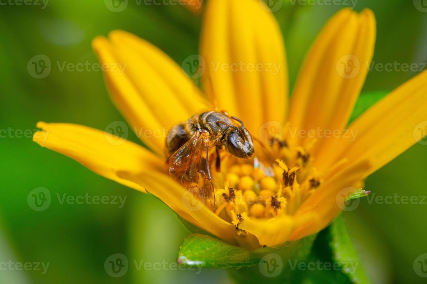 un' ape impollinazione su fiorire giallo fiore foto