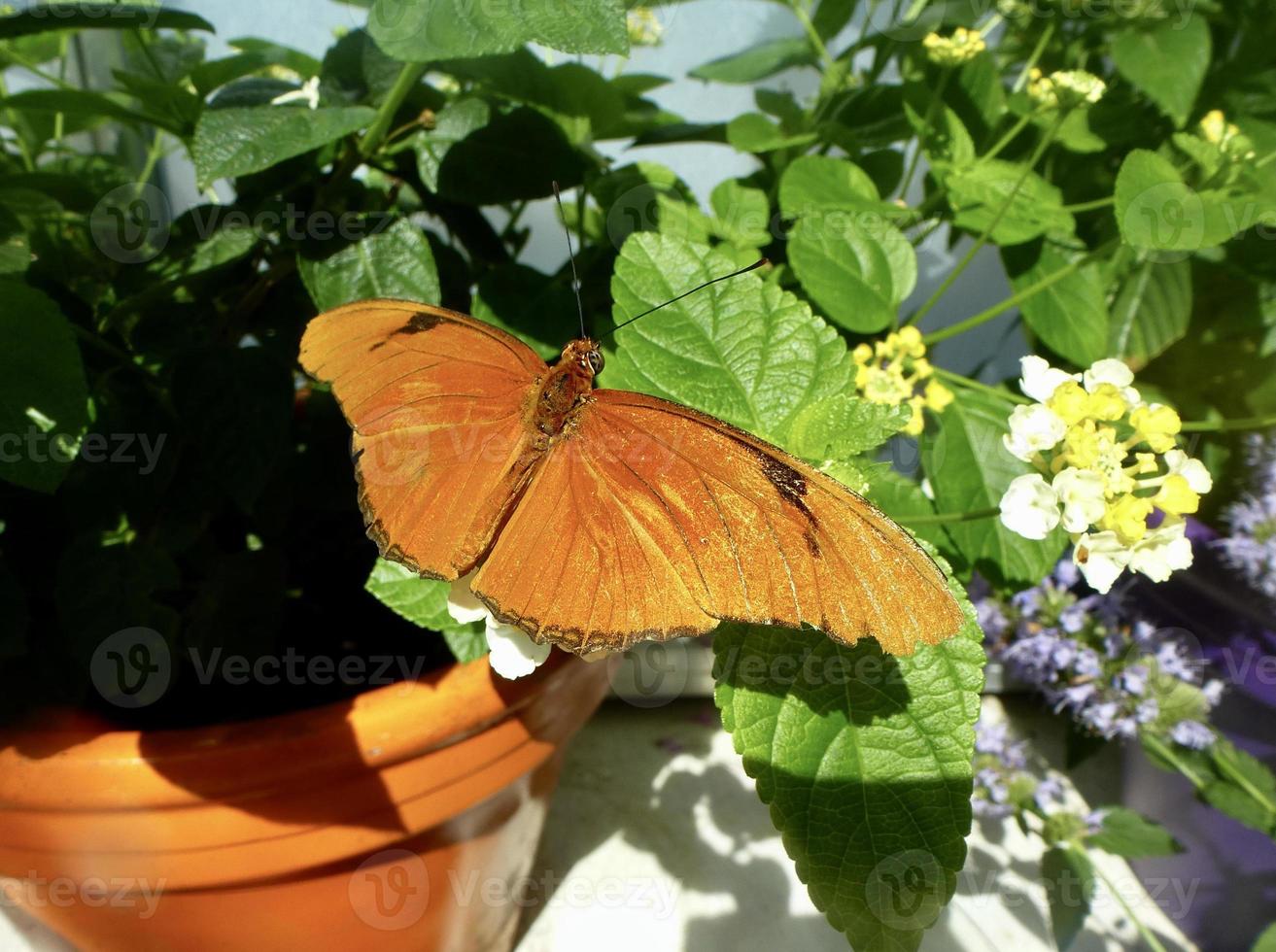 il giulia farfalla su lantana foto