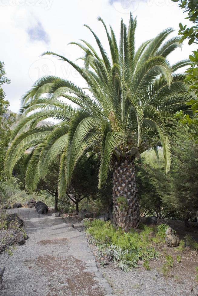 paesaggio di il strada tra esotico palma alberi foto