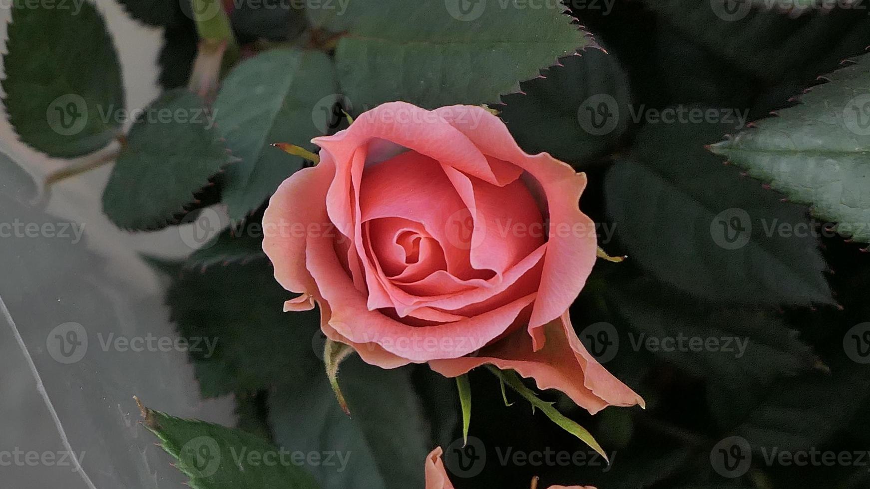 un' bellissimo rosa fiori all'aperto Rose nel il giardino natura sfondo foto