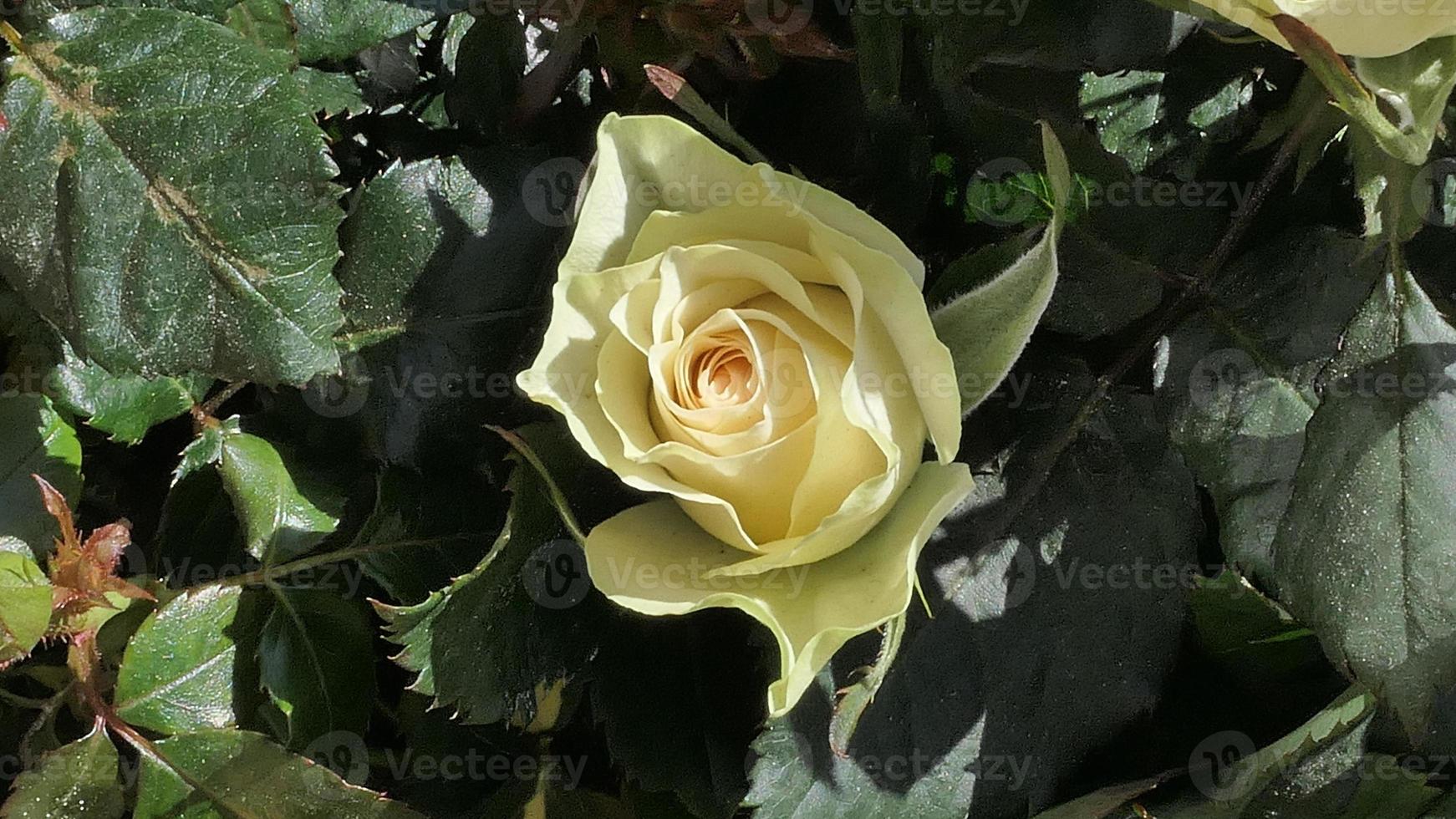 un' bellissimo rosa fiori all'aperto Rose nel il giardino natura sfondo foto