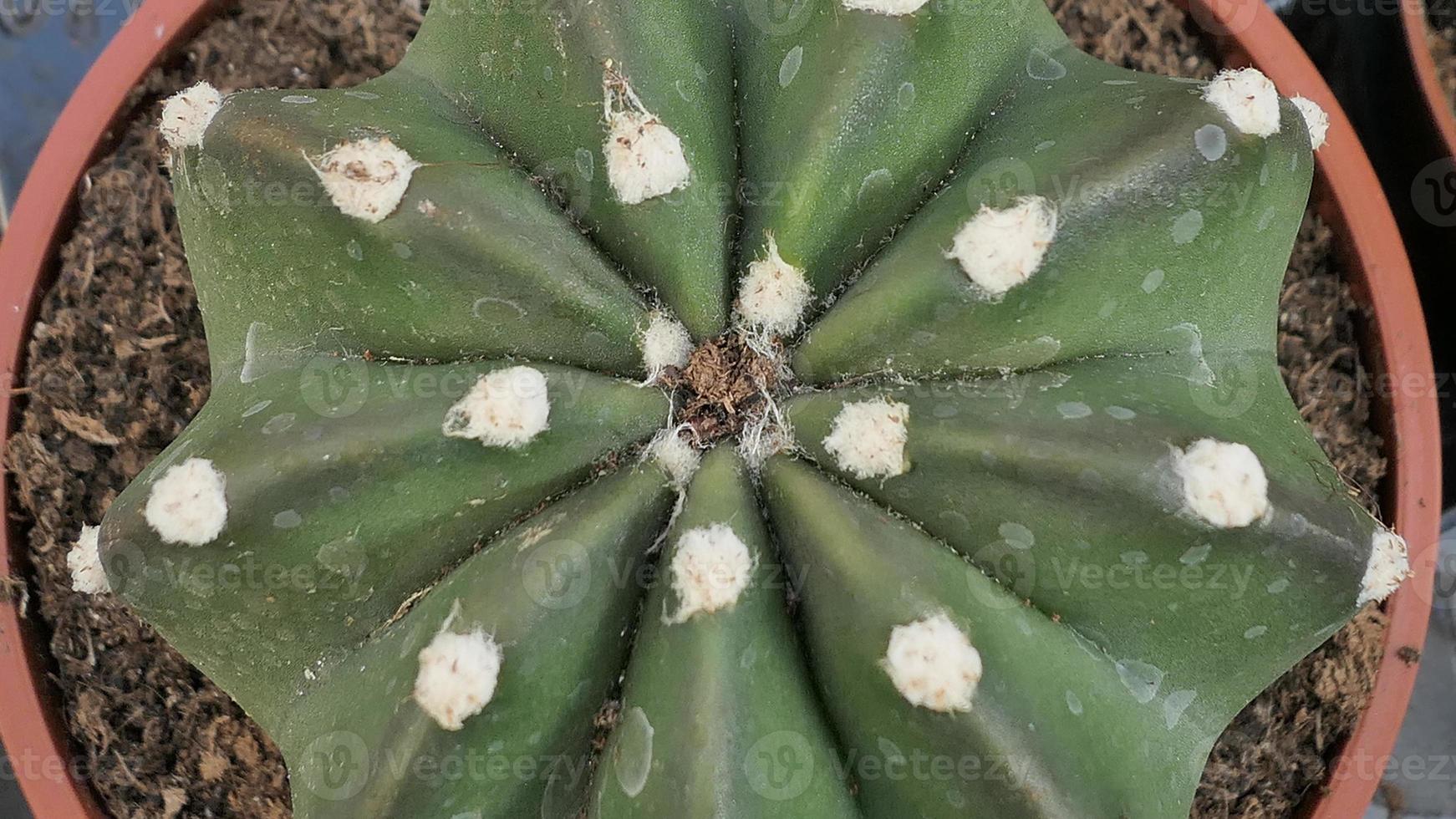 miniatura casa fiori succulente e cactus nel il serra natura sfondo foto