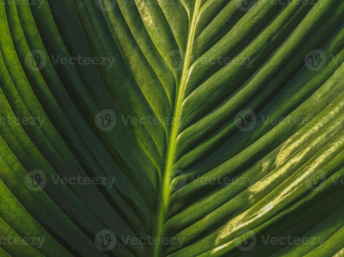 priorità bassa della natura di struttura della foglia verde foto