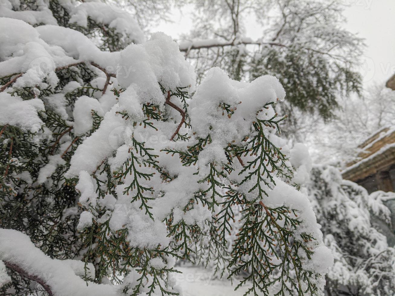 inverno nel il parco paesaggio sfondo foto